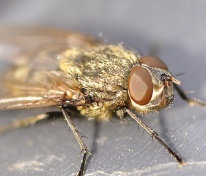 Cluster fly Cluster fly